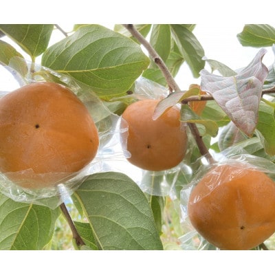 お手軽サイズ★池上農園の紀の川柿プレミアム 約2kg