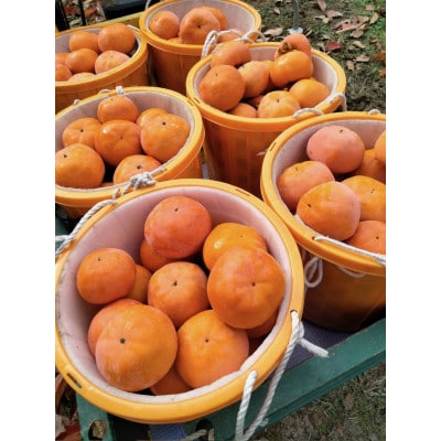 【2026年11月中旬以降順次発送】和歌山産　大玉　陽豊柿　9～12玉(2L～5L)　約3kg