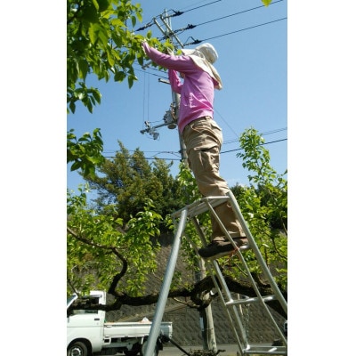 【2026年10月以降順次発送】和歌山産　ご家庭用たねなし柿(約7.5kg箱入)