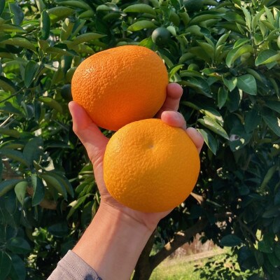 【2026年1月以降順次発送】和歌山産　八朔(ご家庭用サイズ混合約10kg箱)