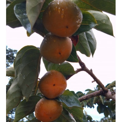 和歌山県産たね無し柿　L・2Lサイズ　5kg