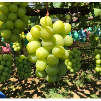 【2026年夏発送】先行受付 旬のシャインマスカット詰め合わせ約1.8キロ(和歌山県橋本市産)【配送不可地域：離島】