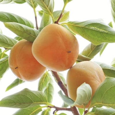 【令和7年10月発送予定】藤田ぶどう園のたねなし柿(訳あり)5kg