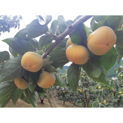 【先行受付】和歌山県産(刀根早生)贈答用3kg