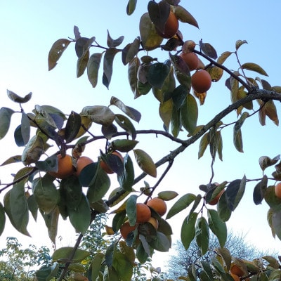 【先行受付】和歌山県産　富有柿(贈答用)　2Lサイズ　3kg