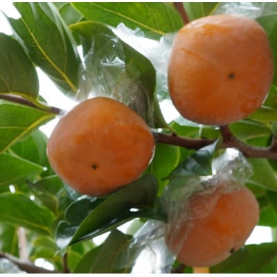 【高野山麓園直送】　希少!秋の味覚 「紀の川柿」 厳選8玉入り