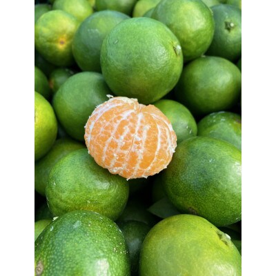 【先行受付】和歌山県産温州みかん　5kg　わけあり品