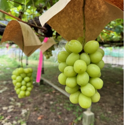 【2026年先行予約】藤田ぶどう園のシャインマスカット　約1kg【配送不可地域：離島】