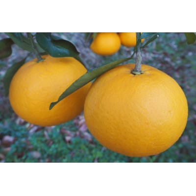 令和8年4月より発送　木成り完熟甘夏みかん 約10kg 【数量限定】松本農園　橋本市産