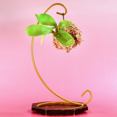 苔玉　ビカクシダ