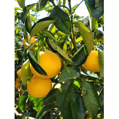 【特別栽培】和歌山県産　贈答用　八朔3L(8個入り)
