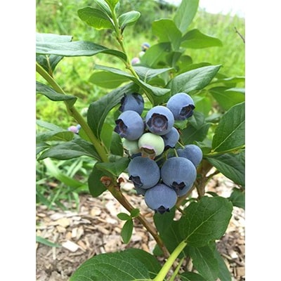 【発送月固定定期便】2025-2026年　あさみ農園　旬のフルーツ3選全3回【配送不可地域：離島】