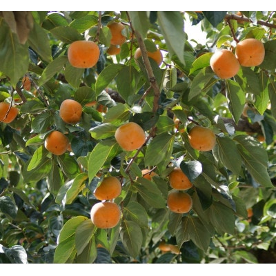 秋の味覚 「たねなし柿」 10～12玉入り