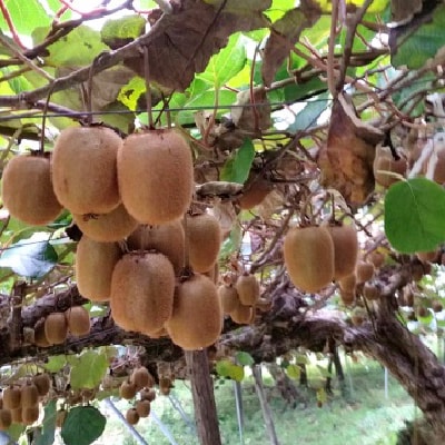 富有柿とキウイフルーツの詰め合わせ