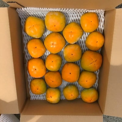 【先行受付】柳フルーツ園の訳ありたねなし柿　10kg