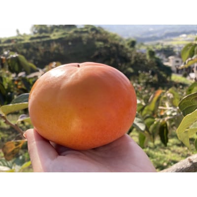 池上農園のあま～い富有柿　約4kg