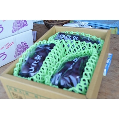 【2026年夏発送】  和歌山県橋本市産(種無し)巨峰 ぶどう詰め合わせ　約2kg【配送不可地域：離島】