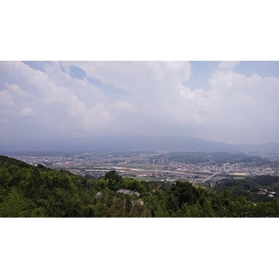 国城観光農園のたねなし柿28～36個入(L～3Lサイズ)