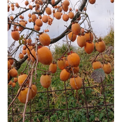 吊るし柿・干し柿用生渋柿(蜂屋柿)23～35個入り