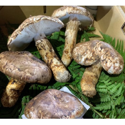 【和歌山産】～香りそのまま真空パック～高級・希少高野松茸　300g(福:★)【配送不可地域：離島・北海道・沖縄県】