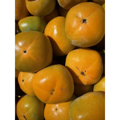 【先行受付】キタヤマ果樹園のたねなし柿　ファミリーパック(家庭用)15～20個入り(L～3L)