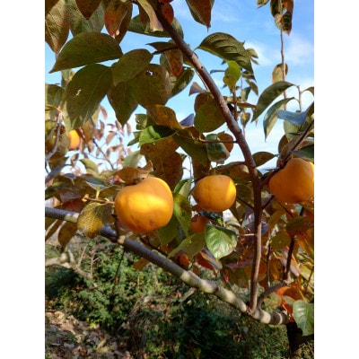 吊るし柿用生渋柿(百目柿、江戸柿)　12～18個入り