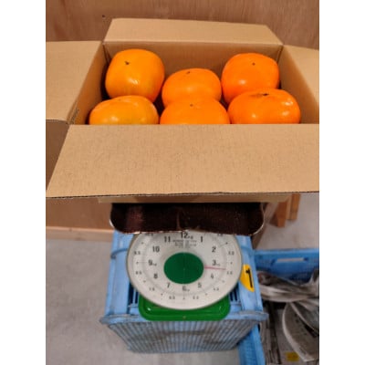 たねなし柿(訳あり品)12～15個入り