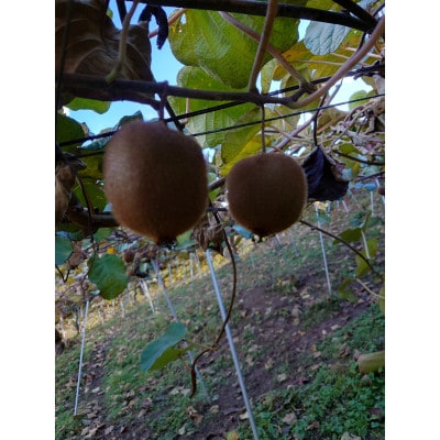 訳あり　キウイフルーツ(ヘイワード)　約3kg