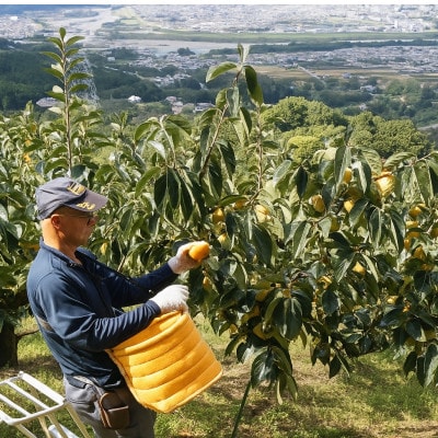 柳フルーツ園の富有柿 約2kg【2026年冬配送】