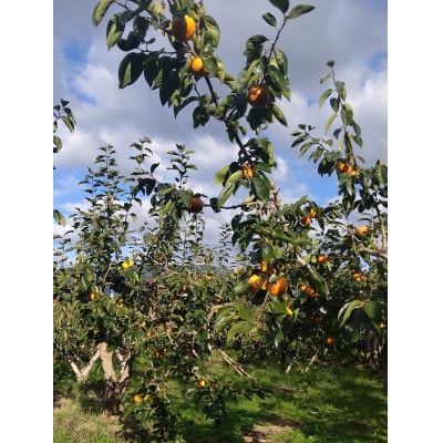 【柿　2026年冬配送】富有柿2kg(家庭用)　S～M　12個