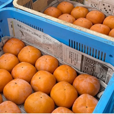 お手軽サイズ★池上農園の紀の川柿プレミアム 約2kg