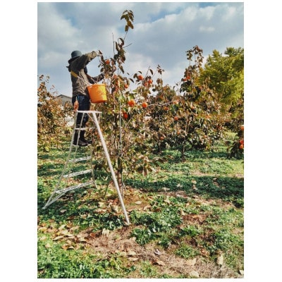 【2026年11月中旬以降順次発送】和歌山産　大玉　陽豊柿　9～12玉(2L～5L)　約3kg