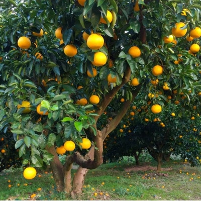 【2026年1月以降順次発送】和歌山産　八朔(ご家庭用サイズ混合約10kg箱)