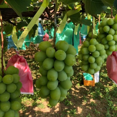 【2026年夏発送】先行受付 旬のシャインマスカット詰め合わせ約1.8キロ(和歌山県橋本市産)【配送不可地域：離島】