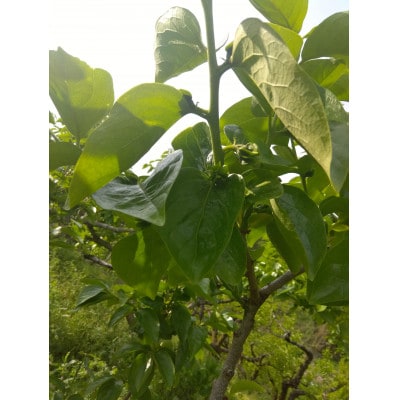 和歌山県橋本市栽培のご家庭用たねなし柿約5キロ【配送不可地域：離島】