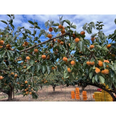 【先行受付】贈答用　たねなし柿　3kg