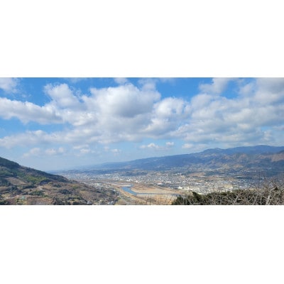 【先行受付】和歌山県産(刀根早生)贈答用3kg