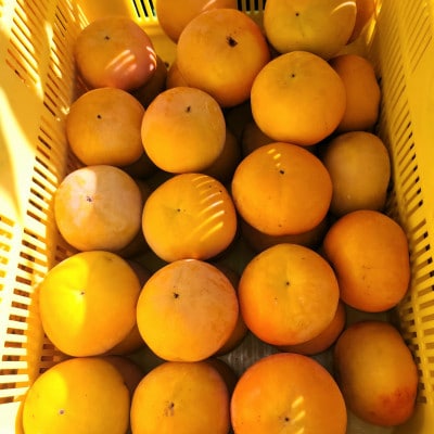 【先行受付】和歌山県産　富有柿(贈答用)　2Lサイズ　3kg