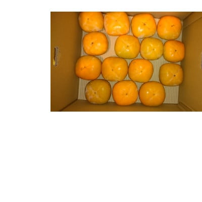 【先行受付】橋本市産　たねなし柿　7.5kg