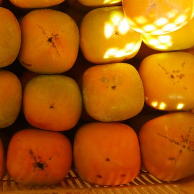 【先行受付】橋本市産　たねなし柿　2kg　(家庭用　訳あり)