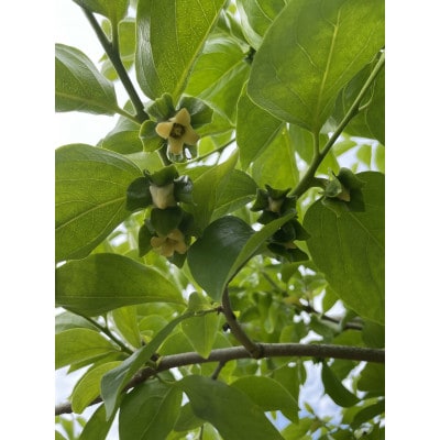 【高野山麓園直送】　希少!秋の味覚 「紀の川柿」 厳選8玉入り