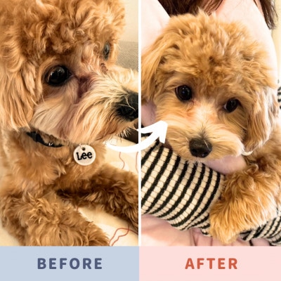 涙やけとるワン