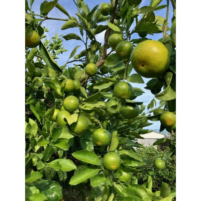 【先行受付】和歌山県産温州みかん　5kg　わけあり品