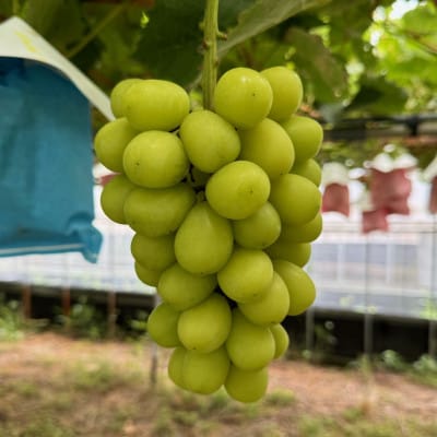 【2026年先行予約】藤田ぶどう園のシャインマスカット　約1kg【配送不可地域：離島】