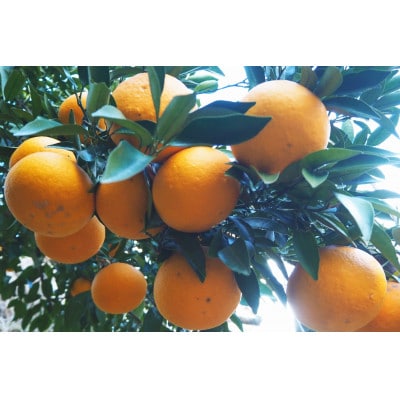 令和8年4月より発送　木成り完熟甘夏みかん 約10kg 【数量限定】松本農園　橋本市産