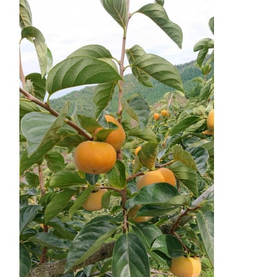 たねなし柿 (真空包装 )2L 9個入り