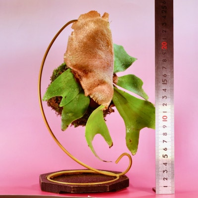 苔玉　ビカクシダ