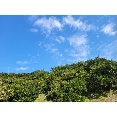 【特別栽培】和歌山県産　贈答用　八朔3L(8個入り)