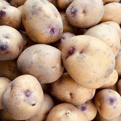 栽培期間中農薬・化学肥料不使用　新じゃがインカのめざめ約8キロ