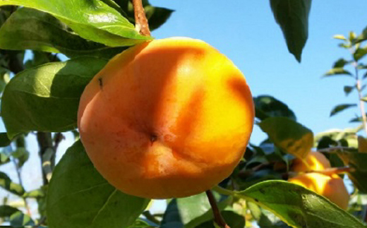 国城観光農園の富有柿11～12個(3～4L)